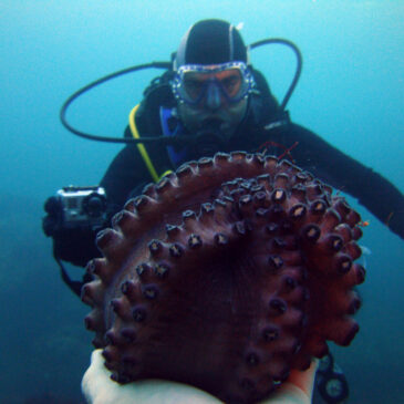Buceo en el Molino desde dentro (Submarinismo en el Cantábrico)