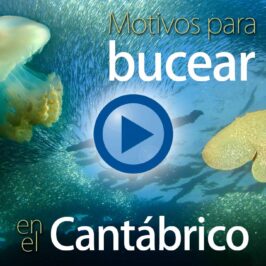 desdedentro_net-motivos-para-bucear-en-el-cantabrico-videoblog-david_sanchez_carretero