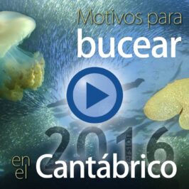 desdedentro_net-motivos-para-bucear-en-el-cantabrico-2016